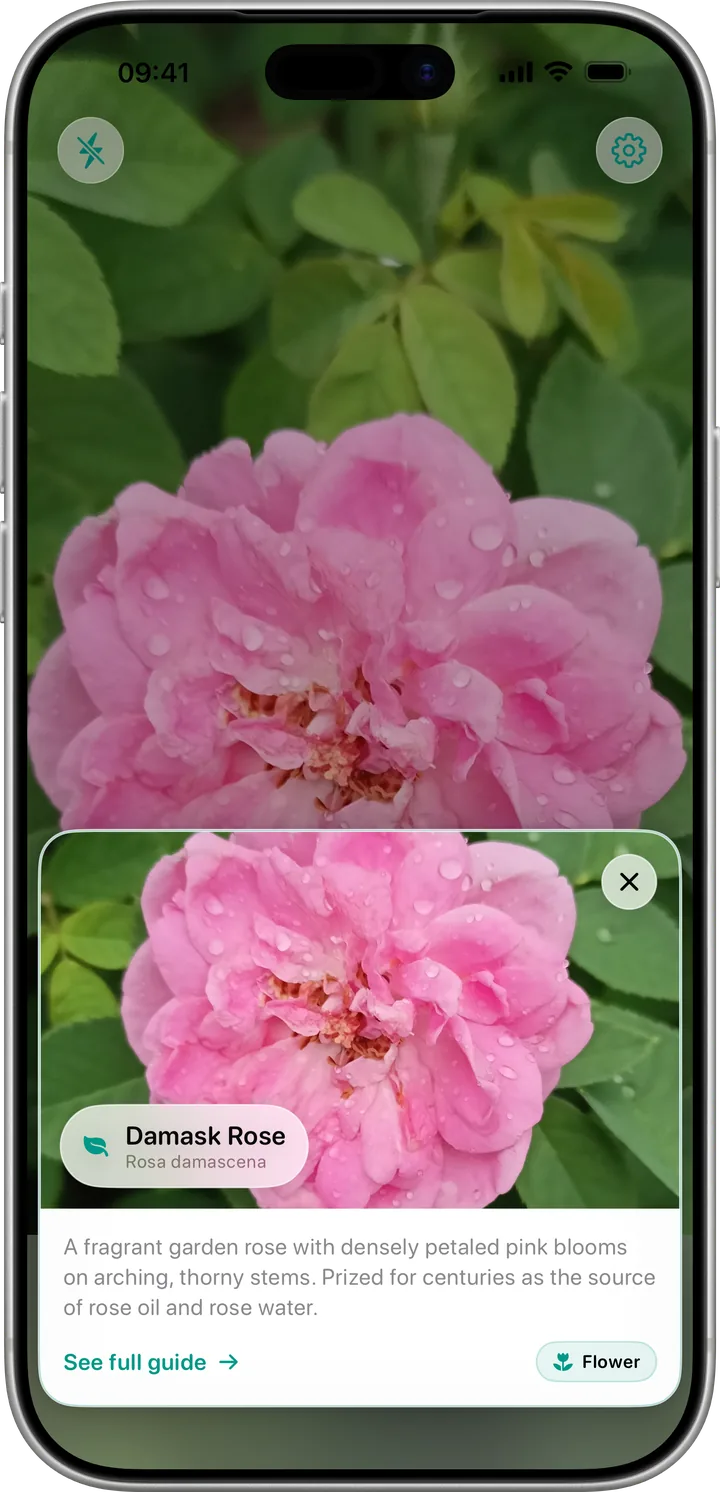 Plantz identifying a plant from a photo